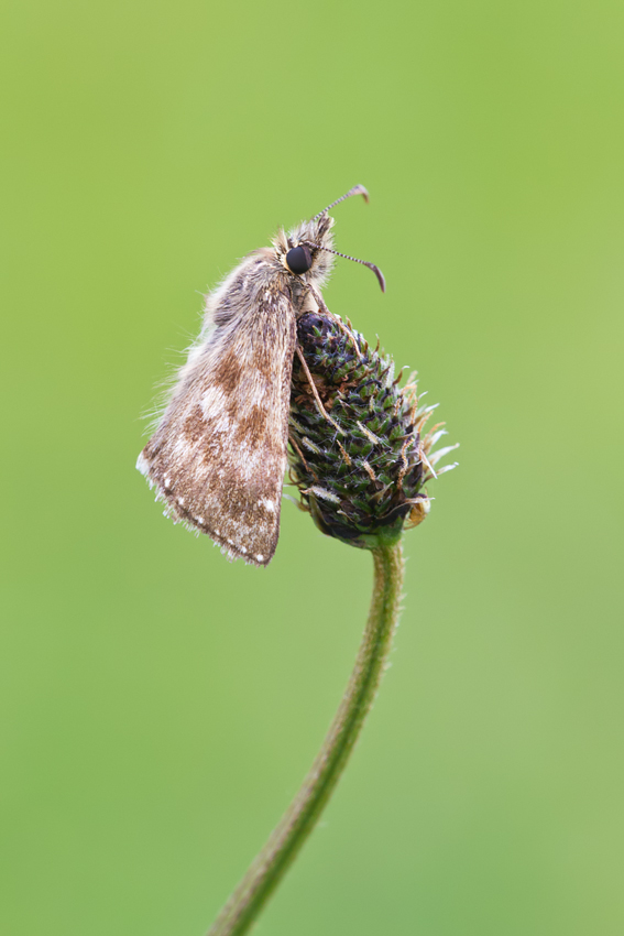 Dingy Skipper 3